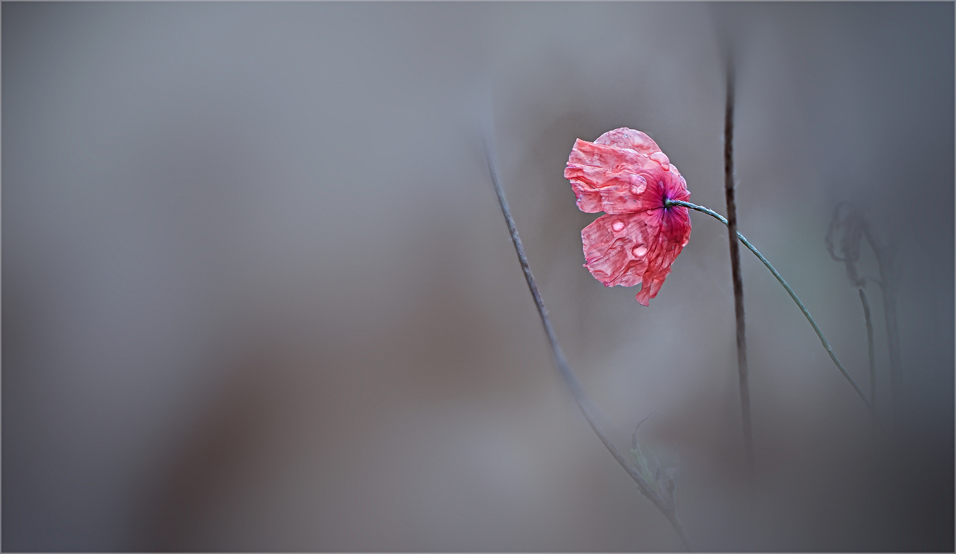 kleine Mohnblüte ...