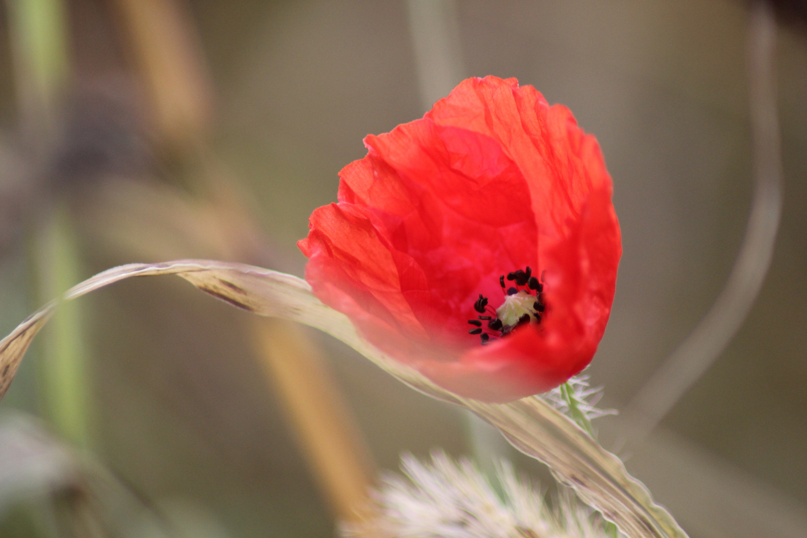 Kleine Mohnblume