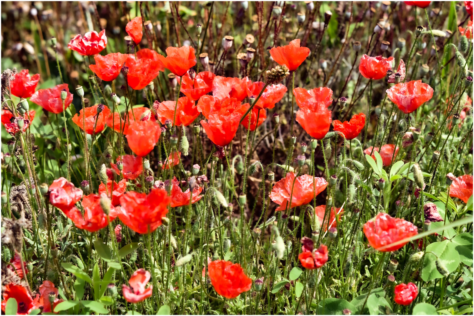 kleine Mohnblumen