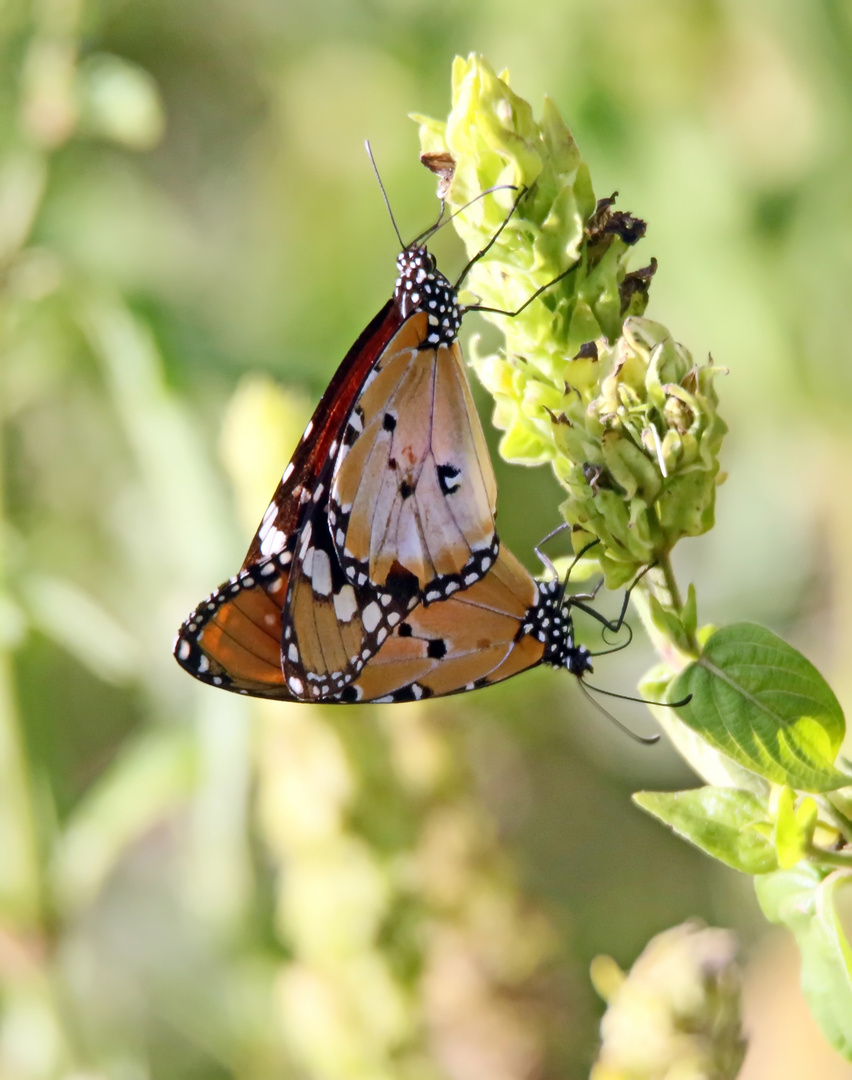 Kleine Monarch ,Danaus chrysippus