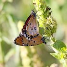 Kleine Monarch ,Danaus chrysippus