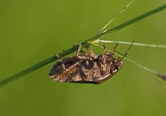 kleine Monster der Blumenwiese