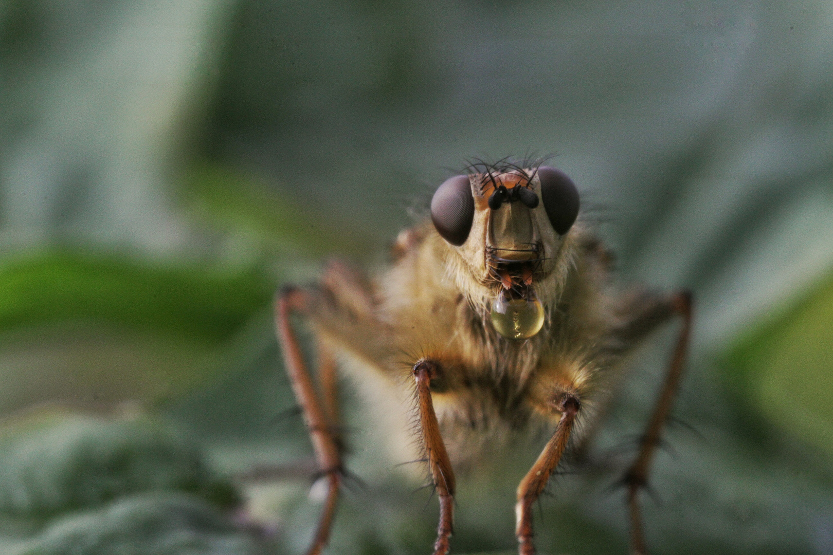 kleine Monster (Dungfliege)