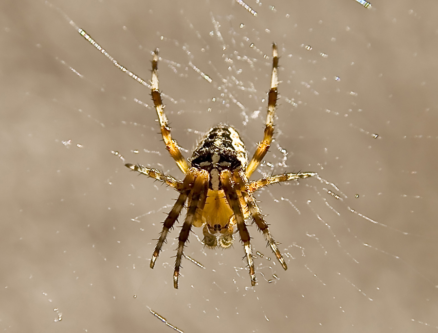 Kleine Monster, Gartenkreuzspinne