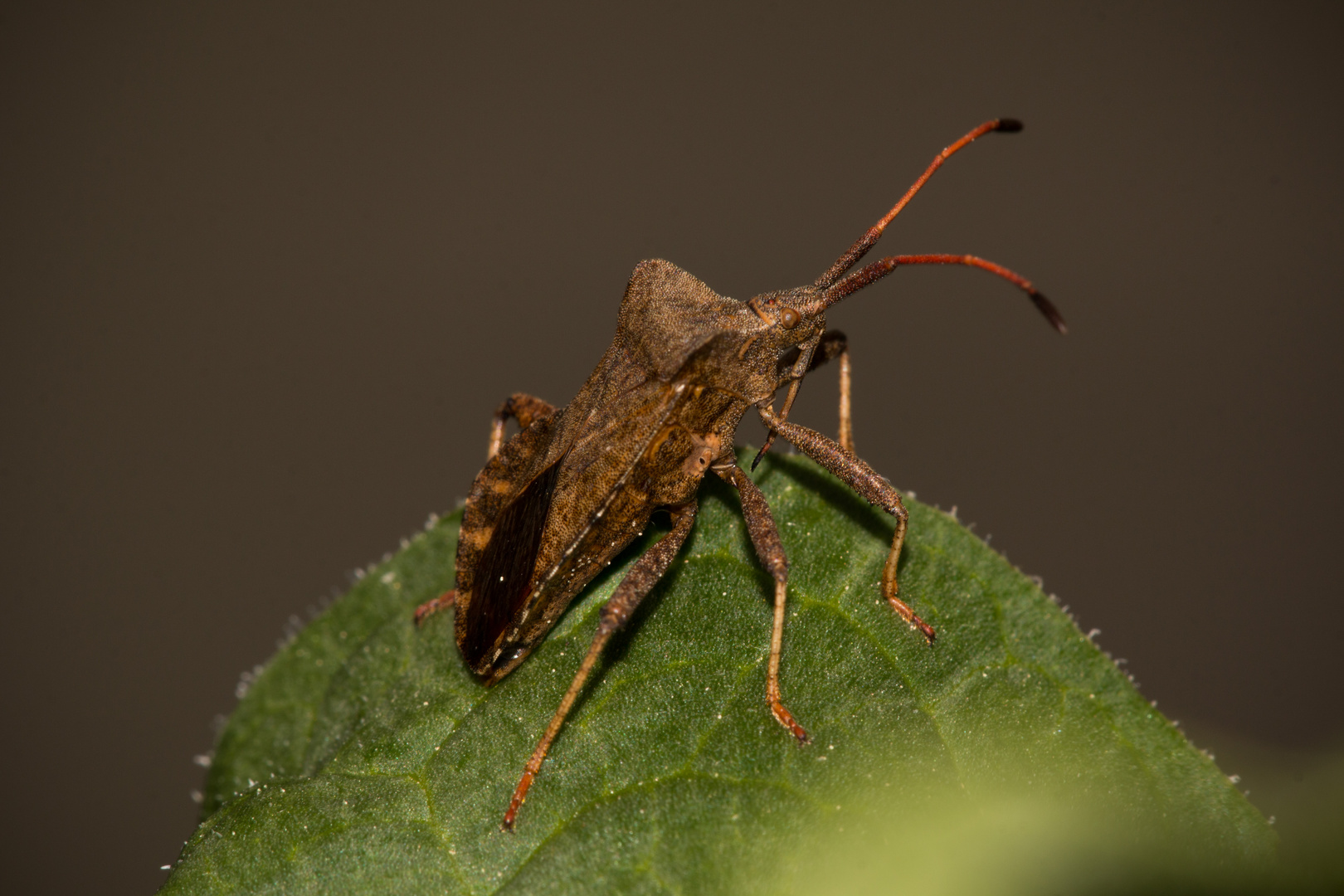 Kleine Monster im Garten