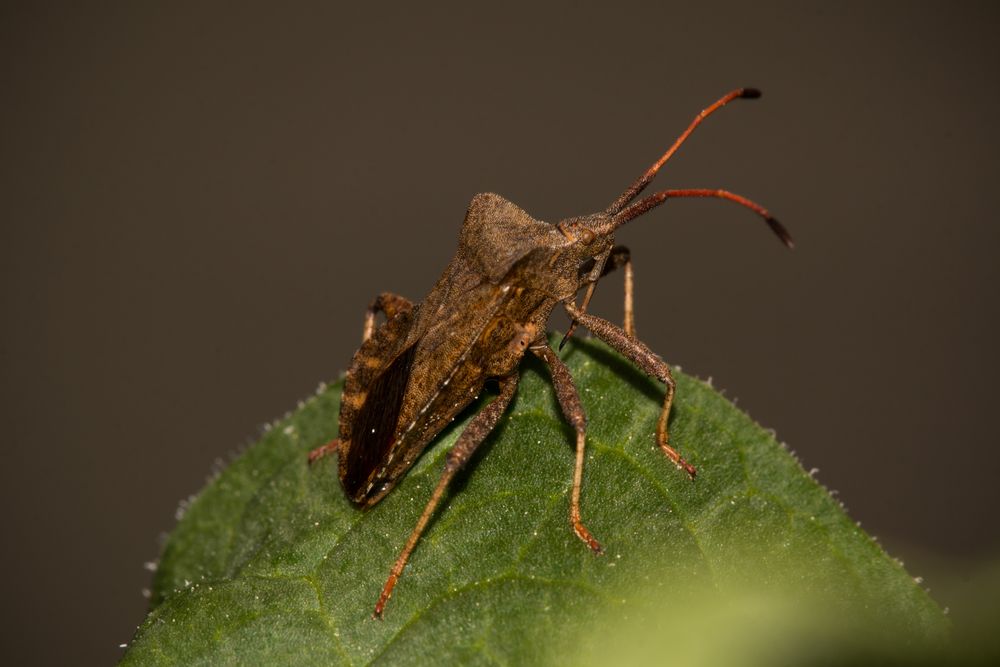 Kleine Monster im Garten