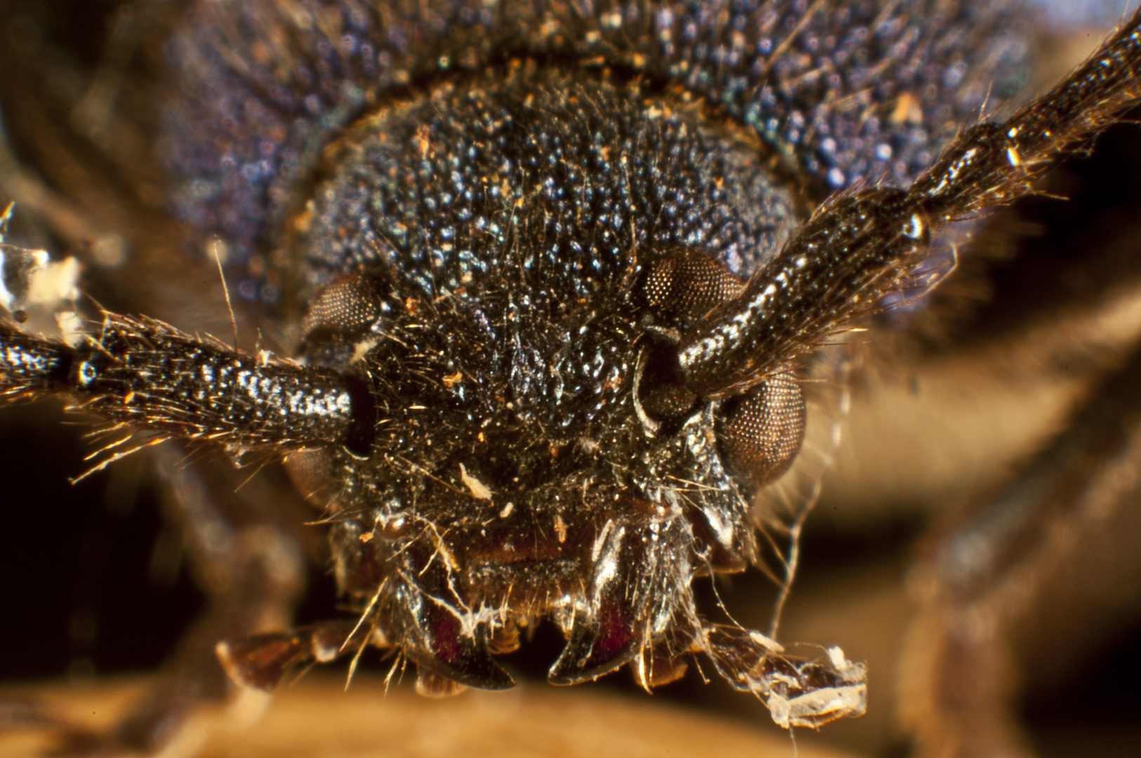 Kleine Monster im Garten - Blauer Erlenblattkäfer