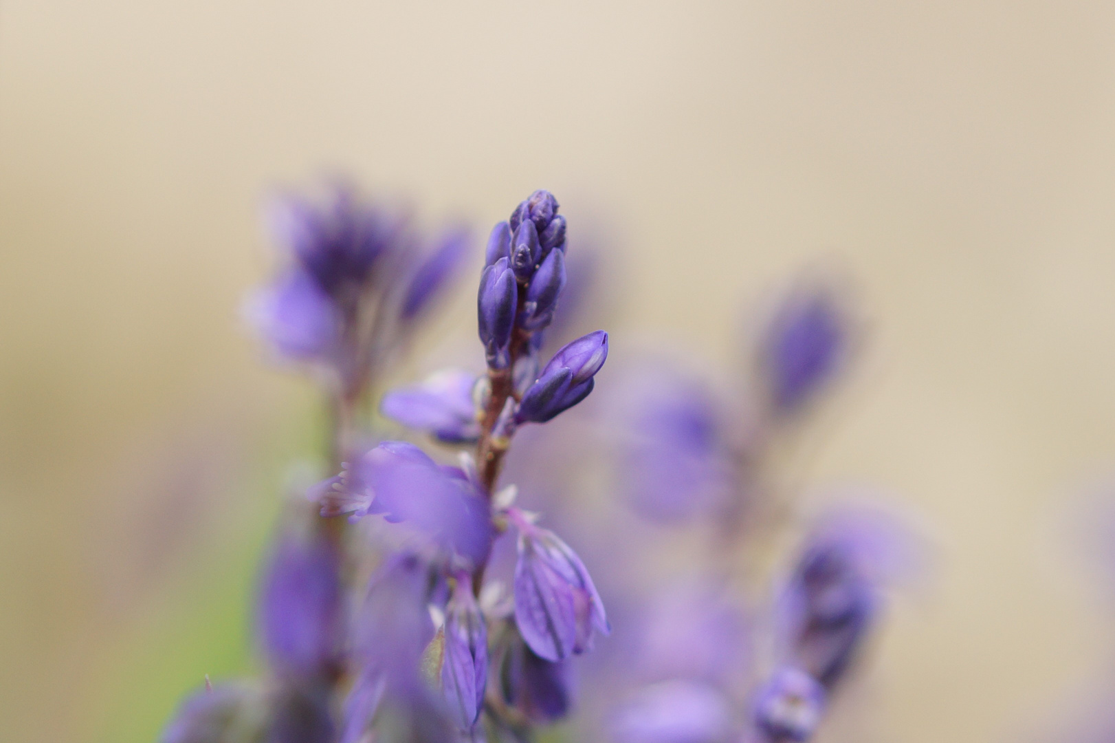 kleine Moosblüte 