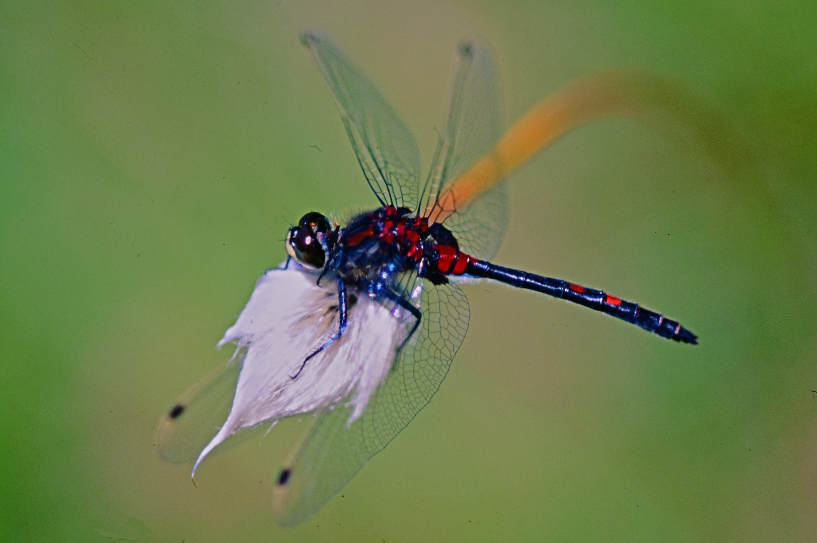 Kleine Moosjunger (Leucorrhinia dubia) auf Wollgras