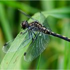 Kleine Moosjungfer - Leucorrhinia dubia 