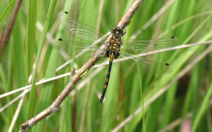 Kleine Moosjungfer - Leucorrhinia dubia