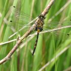 Kleine Moosjungfer - Leucorrhinia dubia