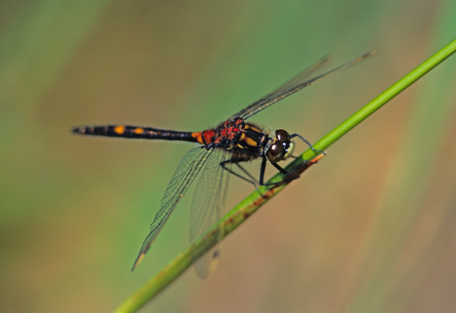 Kleine Moosjungfer (Leucorrhinia dubia)