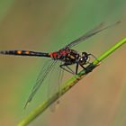 Kleine Moosjungfer (Leucorrhinia dubia)