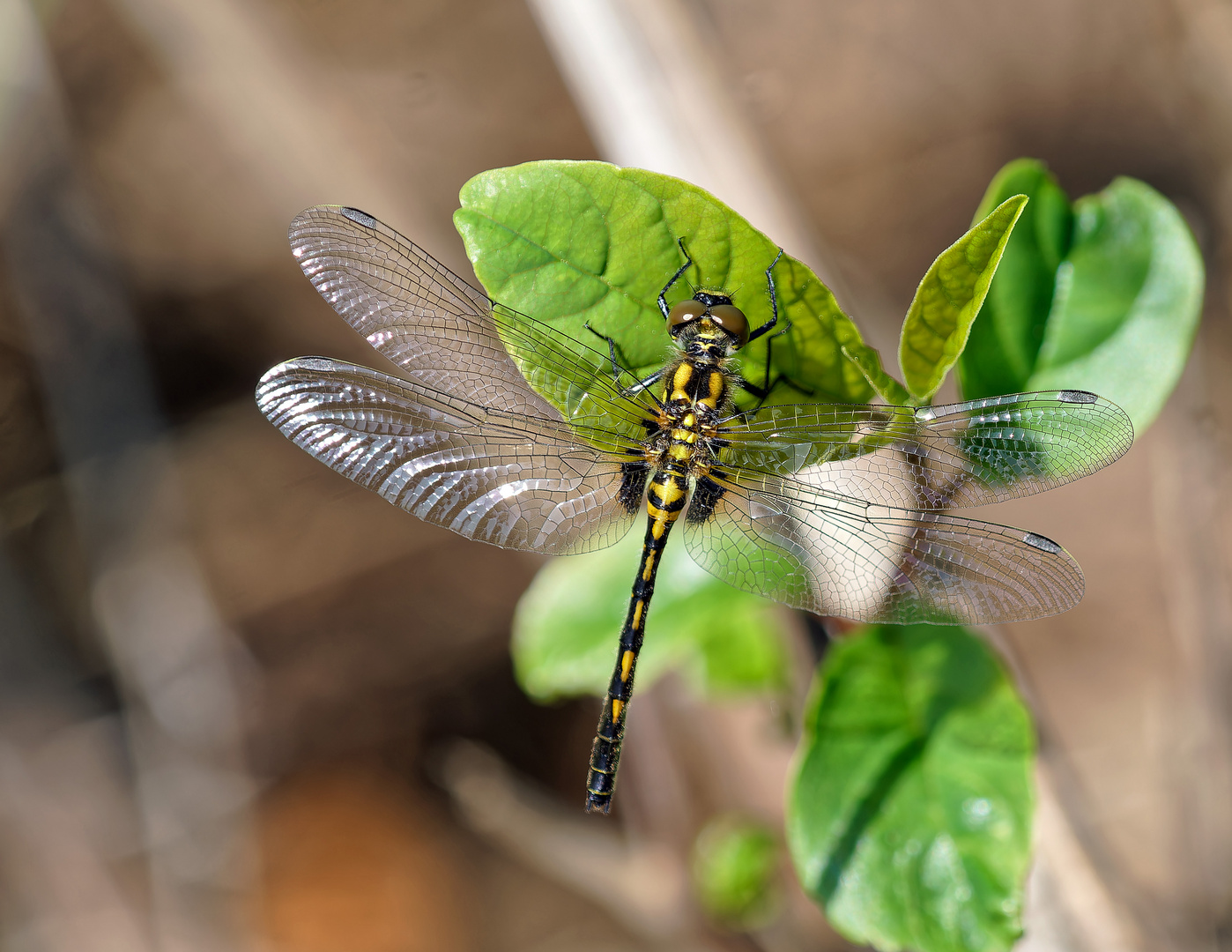 Kleine Moosjungfer (Leucorrhinia dubia)