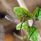 Kleine Moosjungfer (Leucorrhinia dubia)