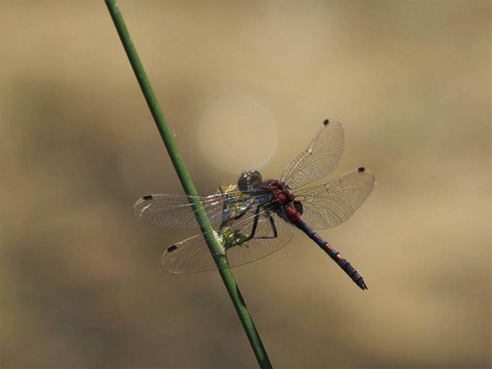 Kleine Moosjungfer – Leucorrhinia dubia