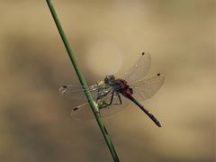 Kleine Moosjungfer – Leucorrhinia dubia