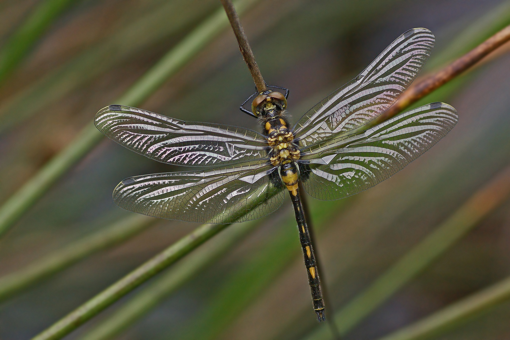 Kleine Moosjungfer (Leucorrhinia dubia), junges Männchen