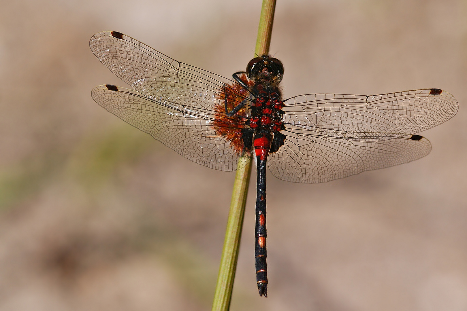 Kleine Moosjungfer (Leucorrhinia dubia), Männchen