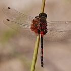 Kleine Moosjungfer (Leucorrhinia dubia), Männchen