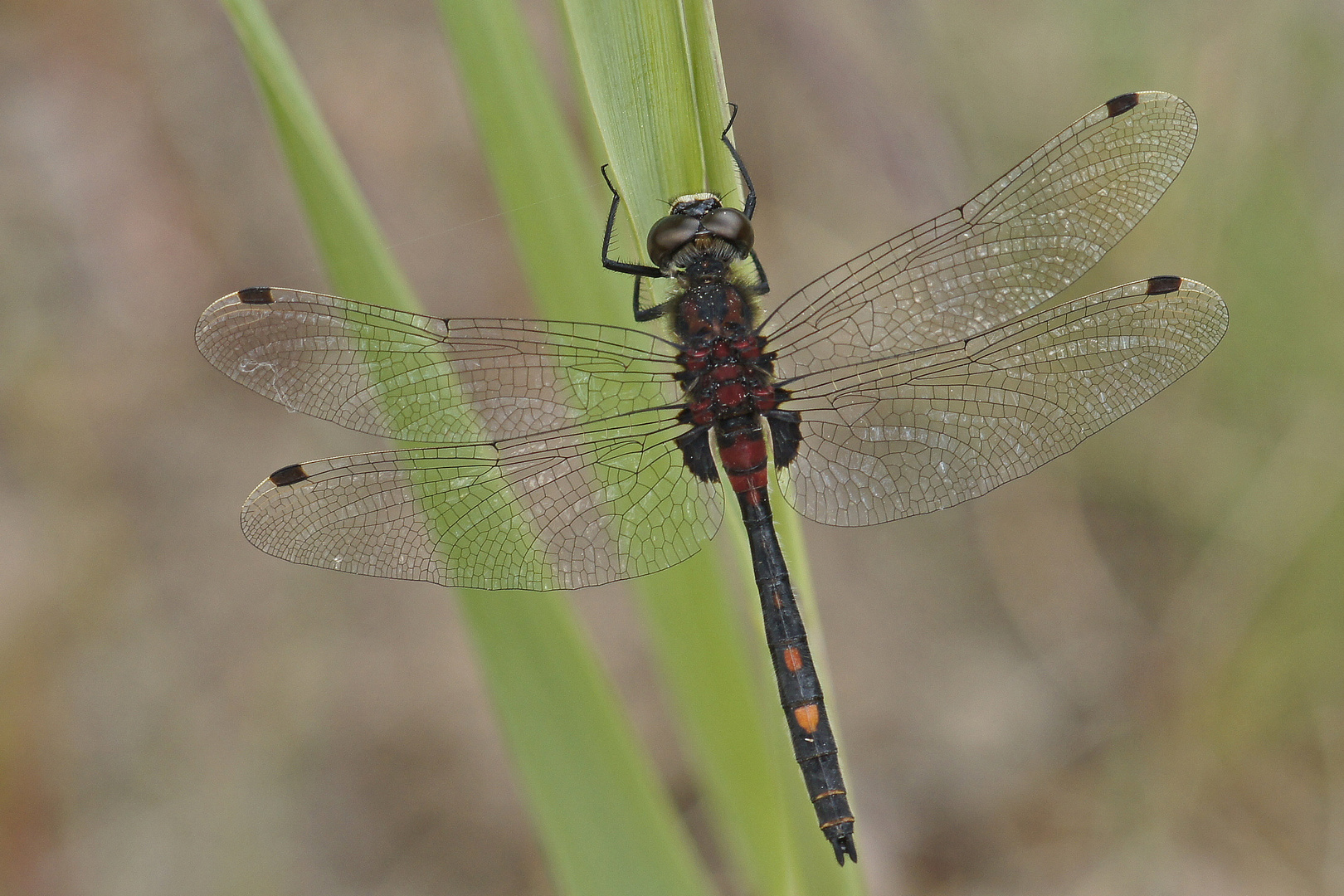 Kleine Moosjungfer (Leucorrhinia dubia), Männchen