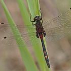 Kleine Moosjungfer (Leucorrhinia dubia), Männchen