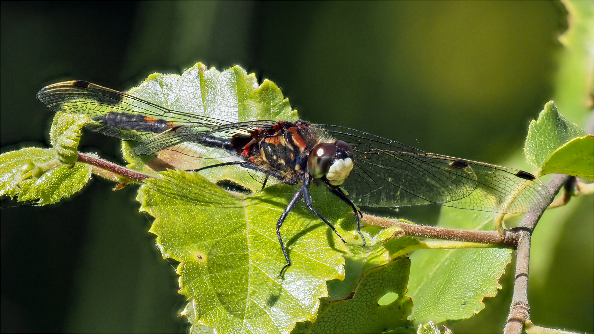 Kleine Moosjungfer - Leucorrhinia dubia - männl.