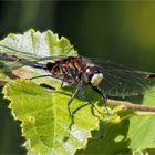 Kleine Moosjungfer - Leucorrhinia dubia - männl.