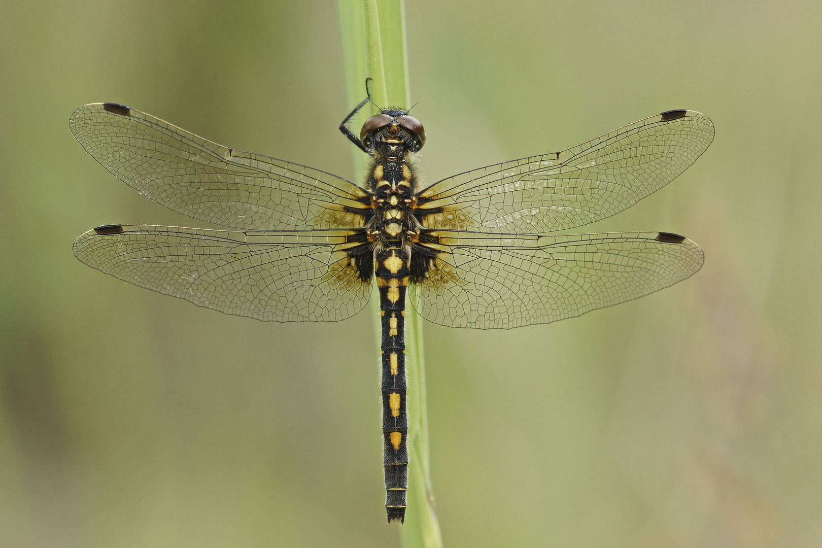 Kleine Moosjungfer (Leucorrhinia dubia), Weibchen