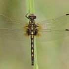 Kleine Moosjungfer (Leucorrhinia dubia), Weibchen