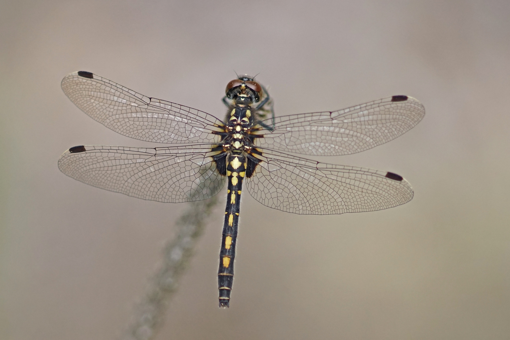 Kleine Moosjungfer (Leucorrhinia dubia), Weibchen