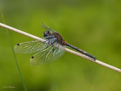 Kleine Moosjungfer - Männchen (2)