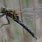 Kleine Moosjungfer - weibchen