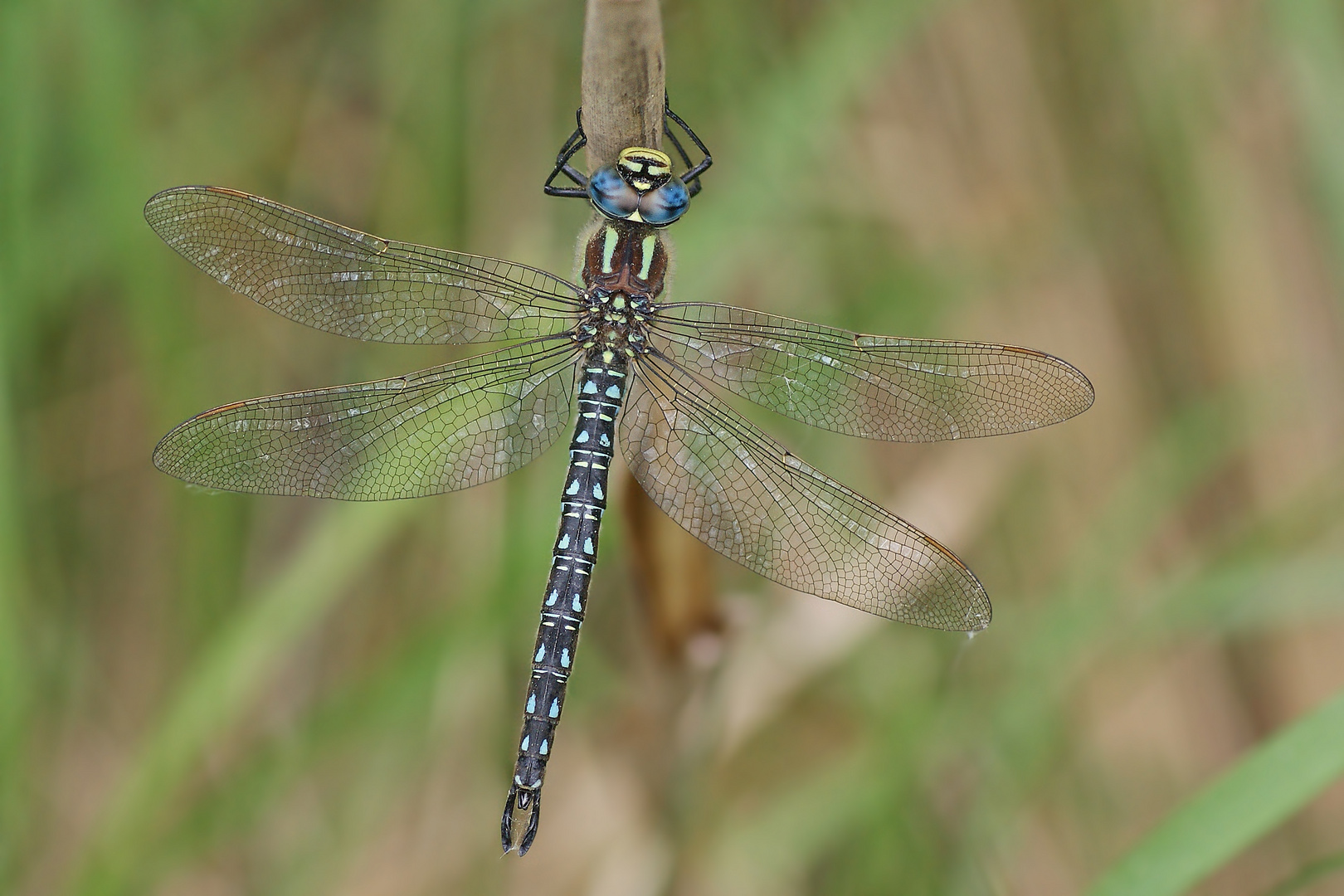 Kleine Mosaikjungfer (Brachytron pratense), Männchen