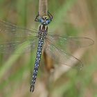 Kleine Mosaikjungfer (Brachytron pratense), Männchen