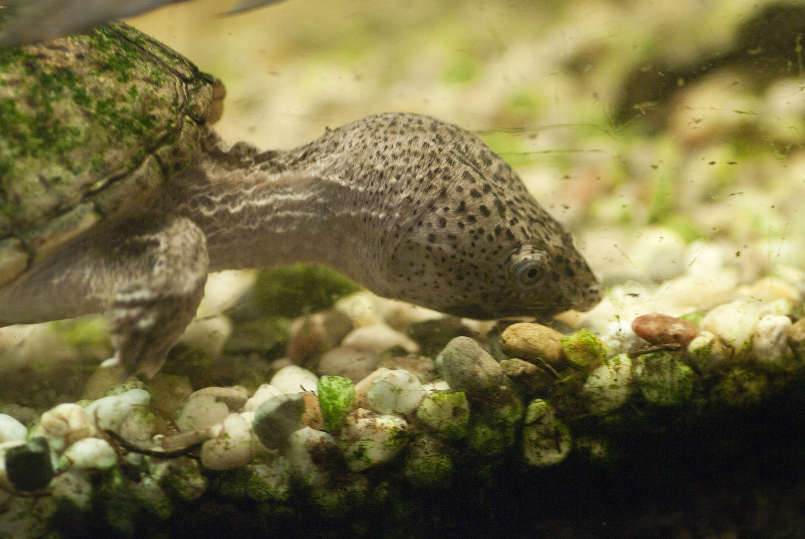 Kleine Moschusschildkröte - fotografiert in der Neu-Ulmer Reptiliensammlung