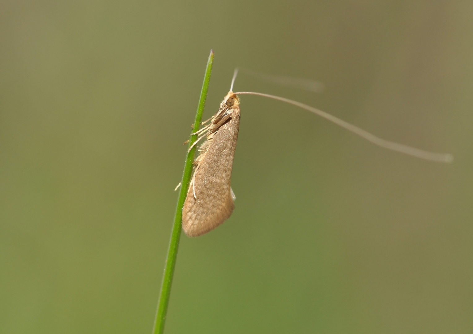 kleine Motte