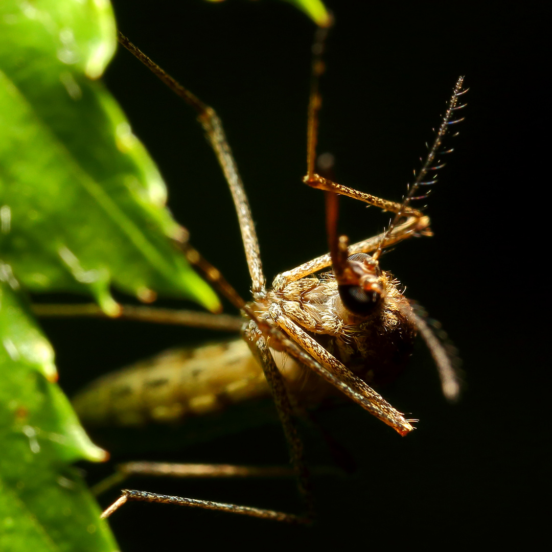 Kleine Mücke auf einem Blatt entdeckt - Wer bin ich?