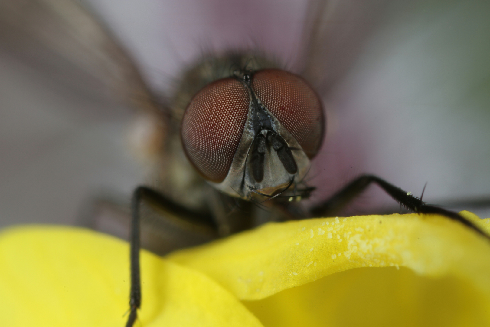 kleine Mücken ca 3 Millimeter