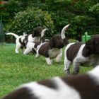 Kleine Münsterländer - Welpen