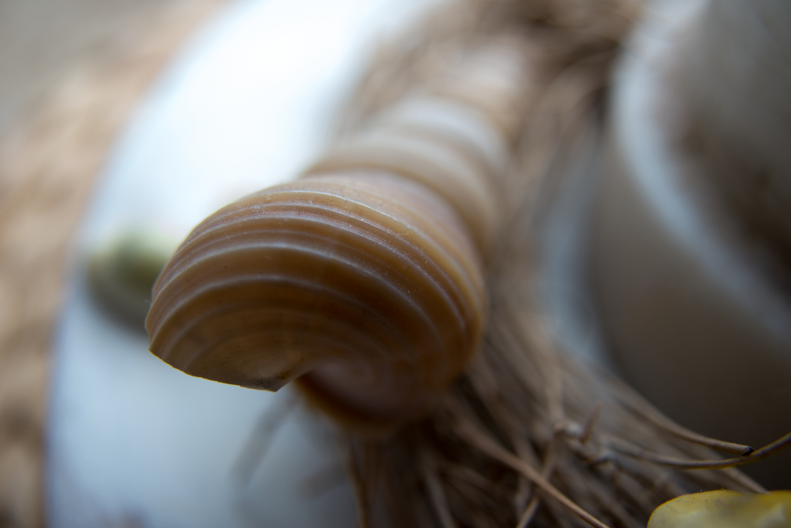 kleine Muschel am Strand