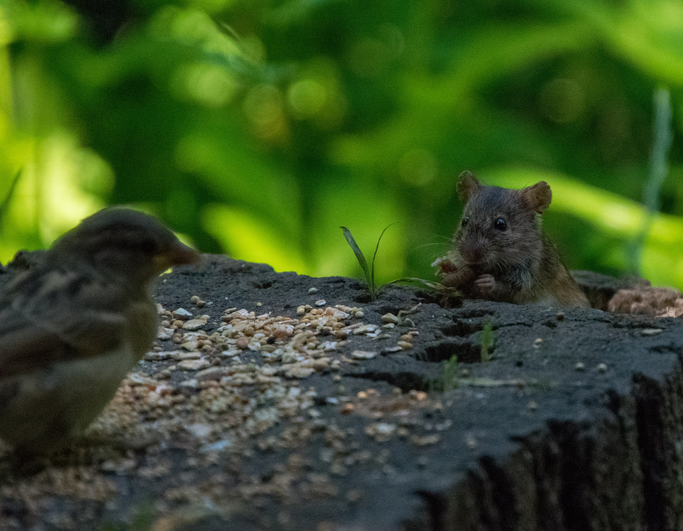 kleine mutige Maus 