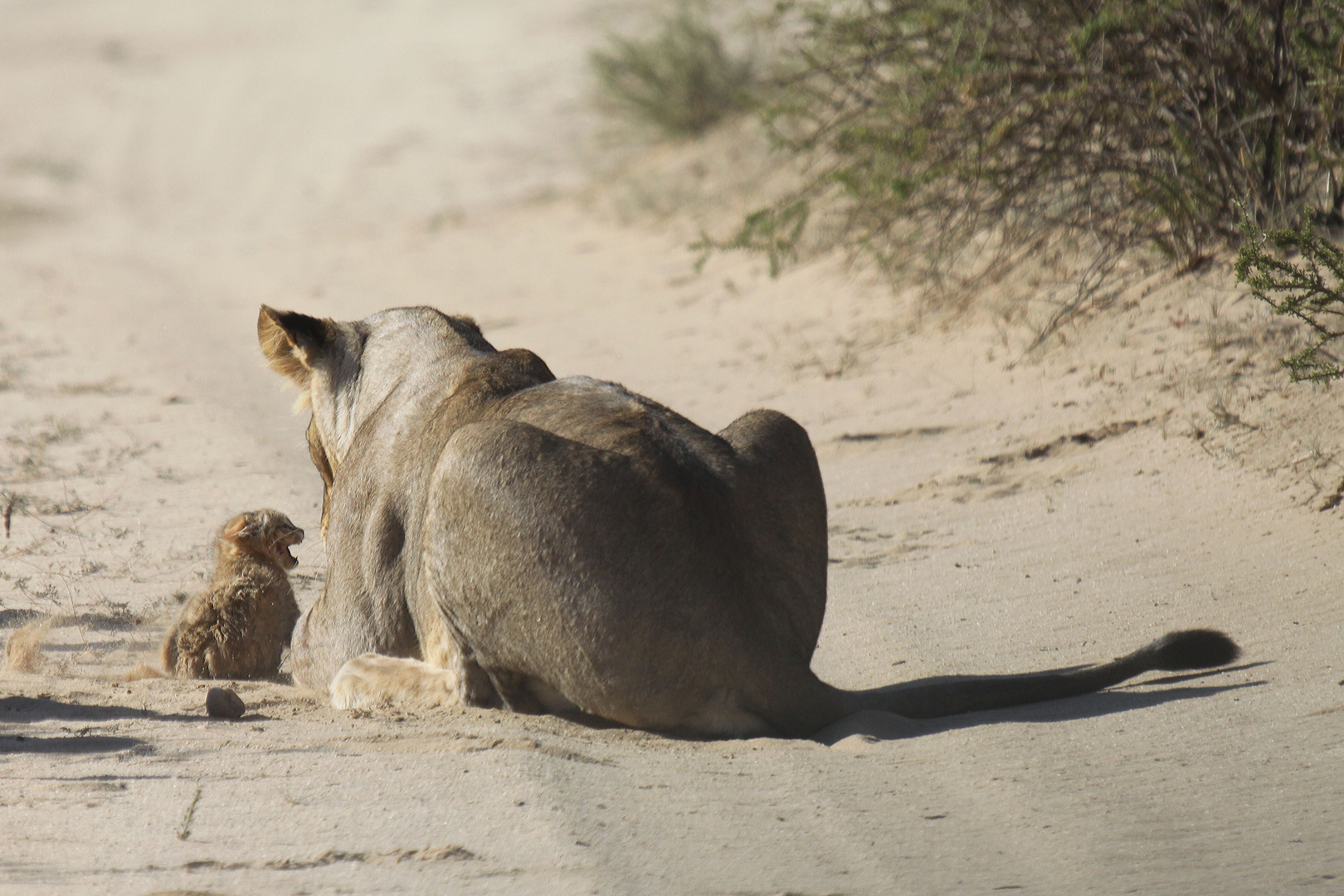 Kleine mutige wildkatze