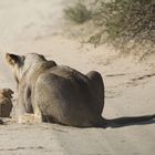 Kleine mutige wildkatze