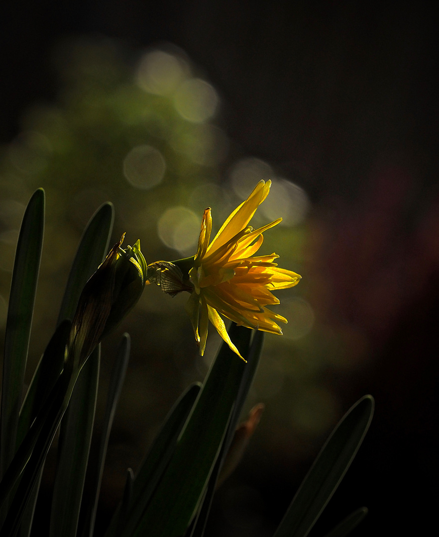 Kleine Narzissenblüte  im Licht