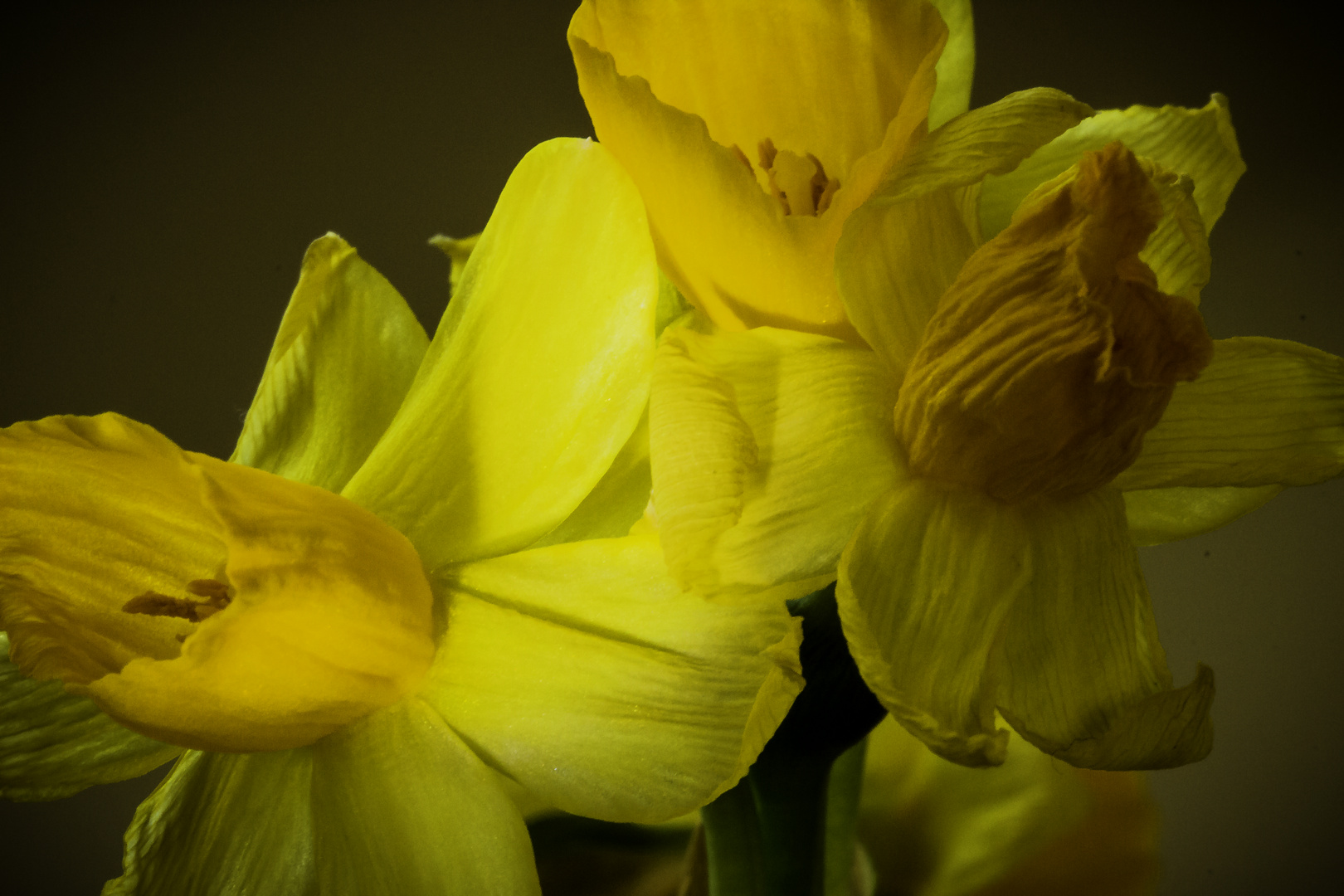 kleine Narzissenblüten