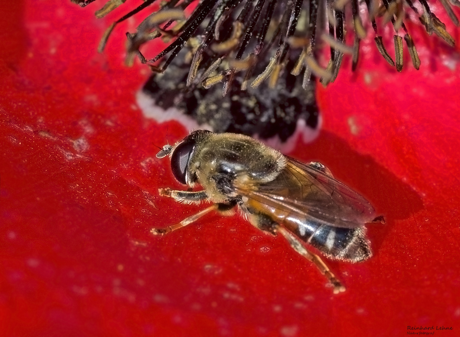 Kleine Narzissenschwebfliege 