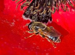 Kleine Narzissenschwebfliege 