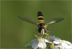 Kleine Naschfliege